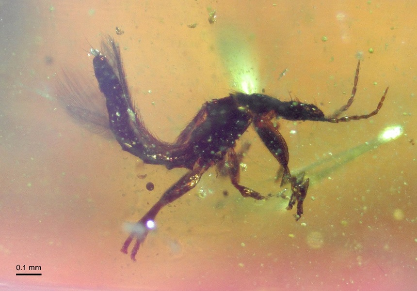 Exemplar de tisanòpter (de l’ordre Thysanoptera) conservat en ambre del Soplao, un dels nombrosos insectes fòssils recuperats en aquest jaciment del Cretàcic Inferior.